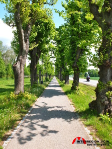 Jičín - lipová alej